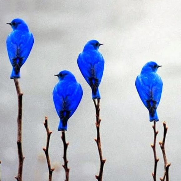 Meet your Posher, Stella - Picture 1 of 1